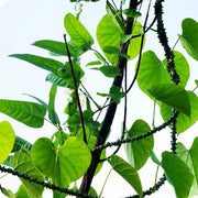 Tinospora Seeds - Herbal Plant for Home Gardens Seeds