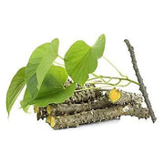 Tinospora Seeds - Herbal Plant for Home Gardens Seeds