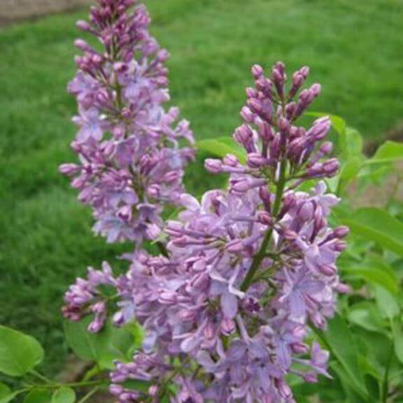 Wildflower Mix Tiny Dancer Seeds