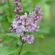 Wildflower Mix Tiny Dancer Seeds