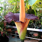 Purple Titan Arum Seeds
