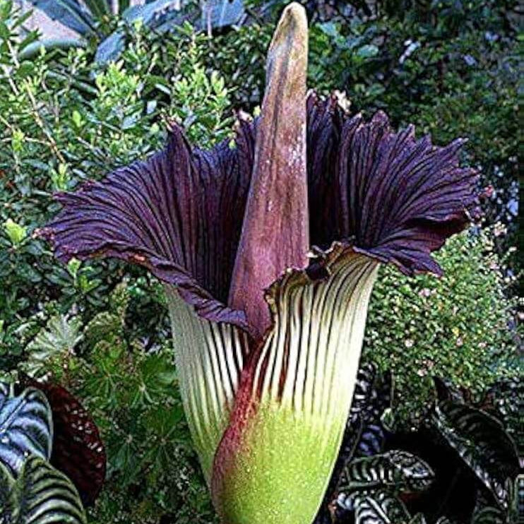 Purple Titan Arum Seeds
