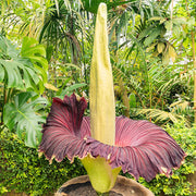 Purple Titan Arum Seeds