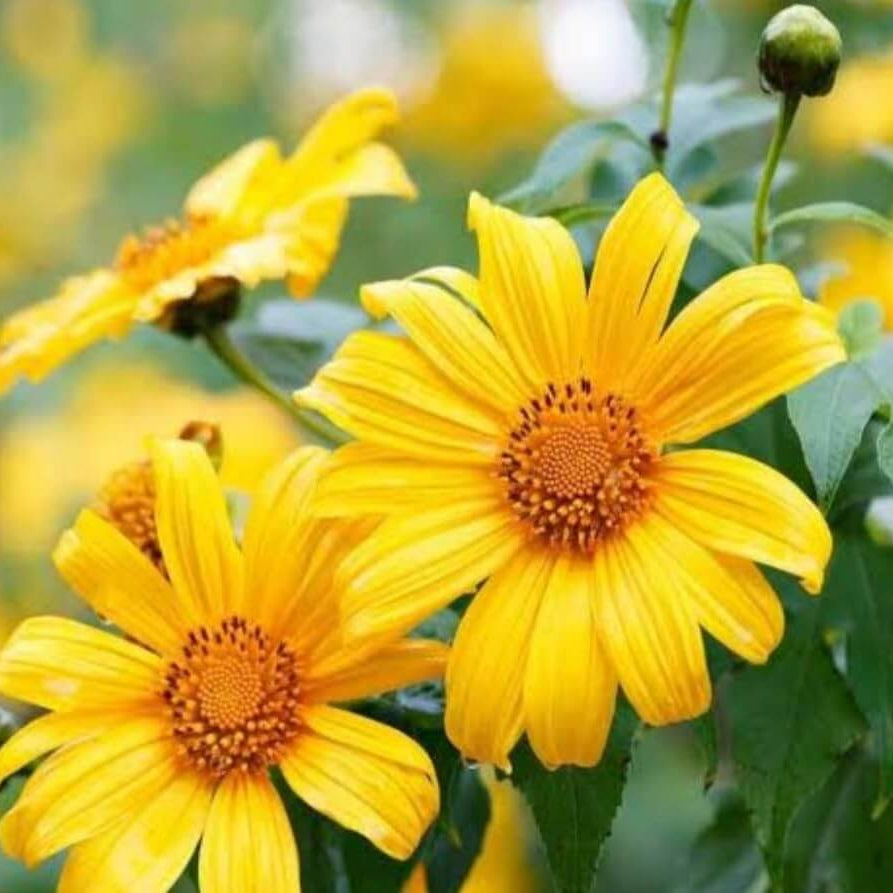 Yellow Mexican Tithonia Diversifolia Seeds