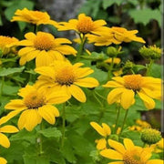 Yellow Mexican Tithonia Diversifolia Seeds
