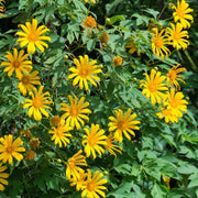 Yellow Mexican Tithonia Diversifolia Seeds