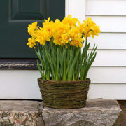 Yellow Double Petals Daffodils Seeds - Flower Plant