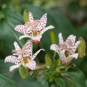 Japanese Toad Lily Seeds