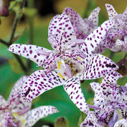 Japanese Toad Lily Seeds