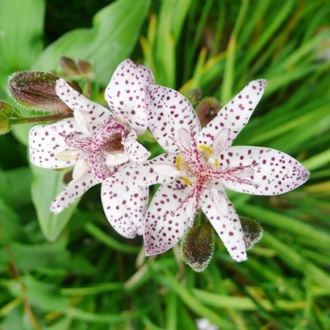 Japanese Toad Lily Seeds