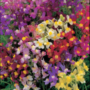 Annual Wild Toadflax Seeds