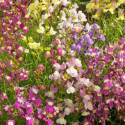 Annual Wild Toadflax Seeds