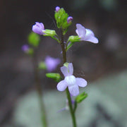 Blue Linaria Canadensis Toadflax Seeds