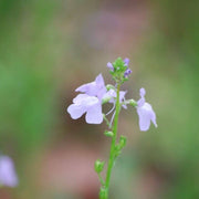 Blue Linaria Canadensis Toadflax Seeds