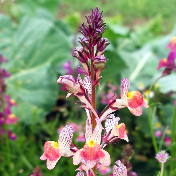 Annual Wild Toadflax Seeds
