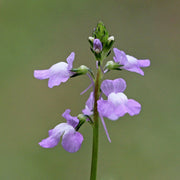 Blue Linaria Canadensis Toadflax Seeds