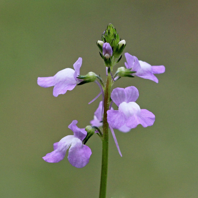 Blue Linaria Canadensis Toadflax Seeds