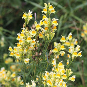 Butter & Eggs Toadflax Seeds
