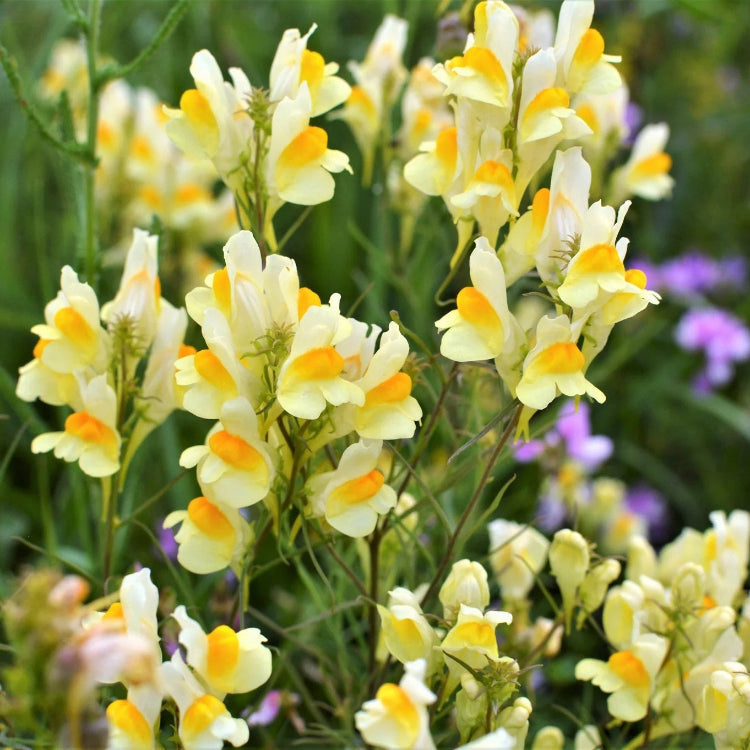 Butter & Eggs Toadflax Seeds