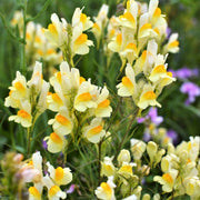 Butter & Eggs Toadflax Seeds