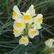 Butter & Eggs Toadflax Seeds