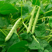 Tohono O'odham Tepary Beans Seeds - Vegetable Plant