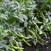 Tohono O'odham Tepary Beans Seeds - Vegetable Plant