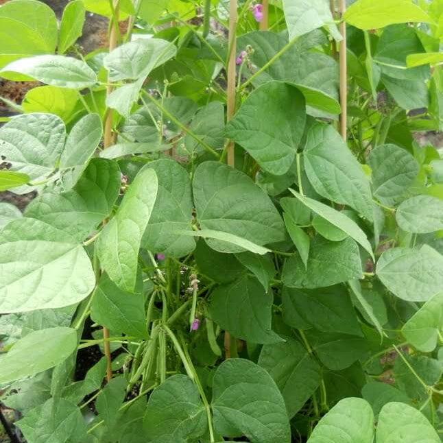 Tohono O'odham Tepary Beans Seeds - Vegetable Plant