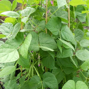 Tohono O'odham Tepary Beans Seeds - Vegetable Plant