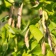 Tohono O'odham Tepary Beans Seeds - Vegetable Plant