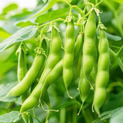 Tohono O'odham Tepary Beans Seeds - Vegetable Plant