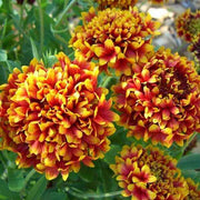 Tokajer Gaillardia Seeds