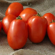 Giallo Grandi Amish Tomato Seeds
