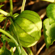 Green Tomatillo Seeds