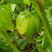 Green Tomatillo Seeds