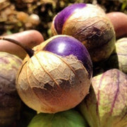Purple Tomatillo Seeds