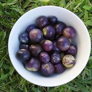 Milpero Purple Tomatillo Seeds