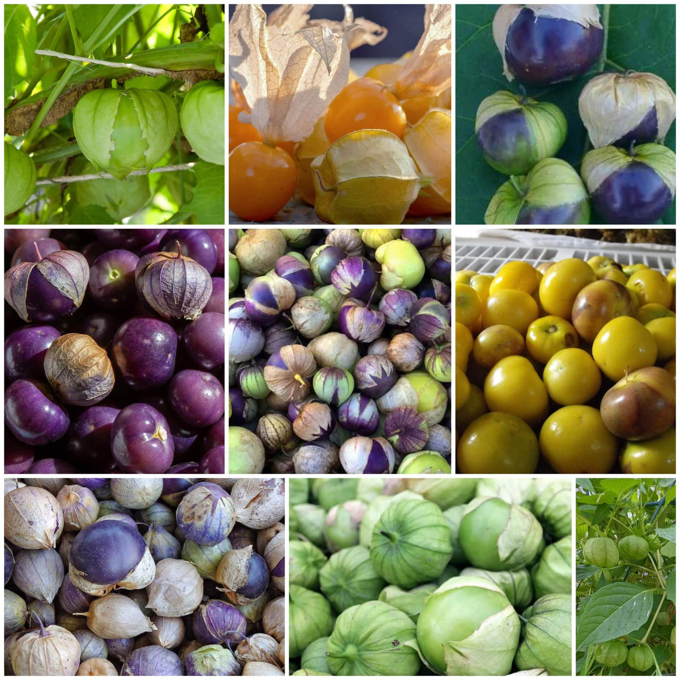 Tomatillo Seeds, Physalis philadelphica Vegetable Seeds