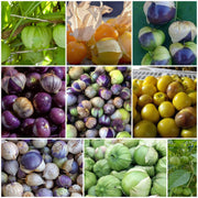 Tomatillo Seeds, Physalis philadelphica Vegetable Seeds