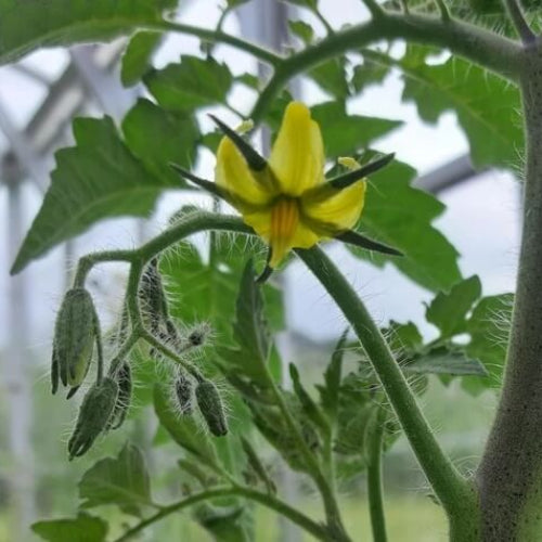 Tomatillo Seeds, Physalis philadelphica Vegetable Seeds