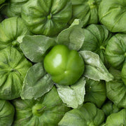 Tomatillo Seeds, Physalis philadelphica Vegetable Seeds