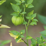 Tomatillo Seeds, Physalis philadelphica Vegetable Seeds