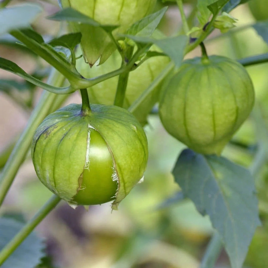 Green Tomatillo Seeds