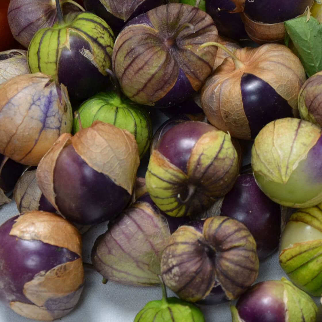 Milpero Purple Tomatillo Seeds