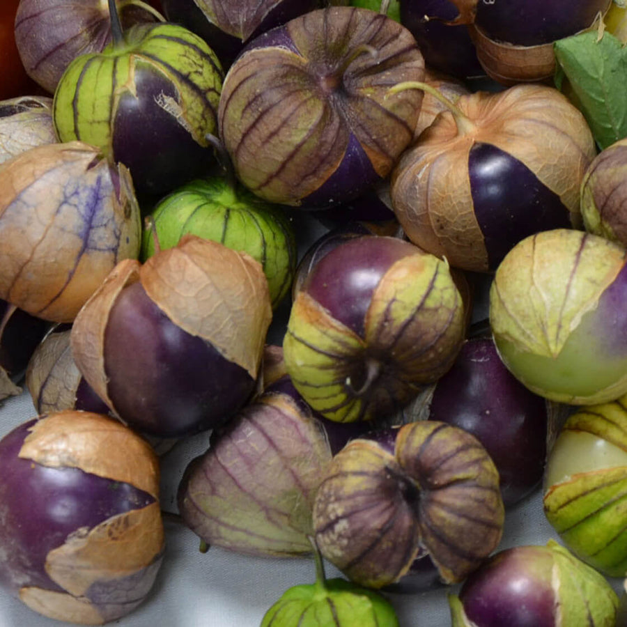 Milpero Purple Tomatillo Seeds