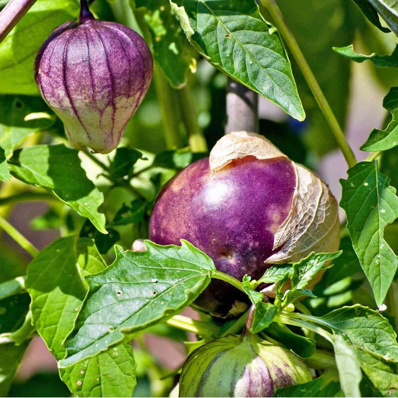 Purple Tomatillo Seeds