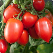 Amish Paste Tomato Seeds