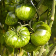 Green Zebra Cherry Tomato Seeds
