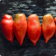 Red Opalka Tomato Seeds