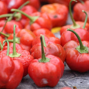 Chili Tomato Seeds